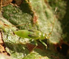 Attēlu rezultāti vaicājumam “Blepharidopterus angulatus”