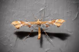 Attēlu rezultāti vaicājumam “Cnaemidophorus rhododactyla”