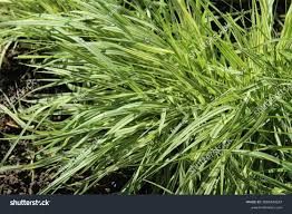 Attēlu rezultāti vaicājumam “Molinia caerulea leaf”