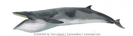Image result for Balaenoptera bonaerensis
