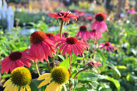 Attēlu rezultāti vaicājumam “Calamagrostis purpurea flower”