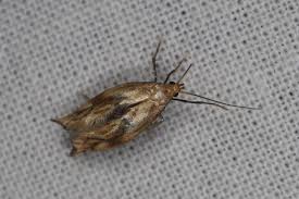 Attēlu rezultāti vaicājumam “Epermenia falciformis”