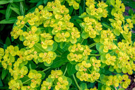 Attēlu rezultāti vaicājumam “Euphorbia palustris flower”
