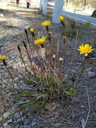Attēlu rezultāti vaicājumam “Leontodon hispidus”