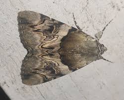 Attēlu rezultāti vaicājumam “Catocala fulminea”