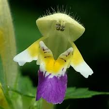 Attēlu rezultāti vaicājumam “Galeopsis speciosa flower”