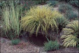 Attēlu rezultāti vaicājumam “Carex elata flower”