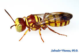 Attēlu rezultāti vaicājumam “Crabronidae”