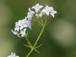 Attēlu rezultāti vaicājumam “Galium uliginosum”