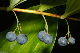 Attēlu rezultāti vaicājumam “Polygonatum multiflorum  fruit”