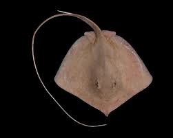 Image result for Hypanus longus