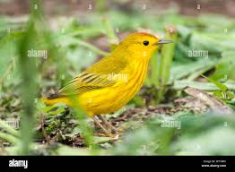 Image result for Dendroica petechia