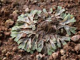 Attēlu rezultāti vaicājumam “Riccia rhenana”