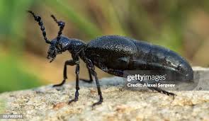 Attēlu rezultāti vaicājumam “Meloidae”