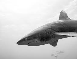 Image result for St. Albans Snorkelling Club (SASC)