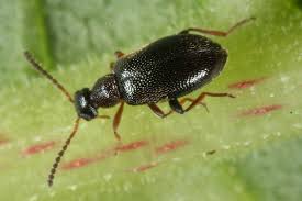 Attēlu rezultāti vaicājumam “Tetratoma ancora”