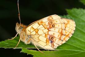 Attēlu rezultāti vaicājumam “Brenthis ino”