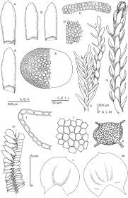 Attēlu rezultāti vaicājumam “Chiloscyphus pallescens”