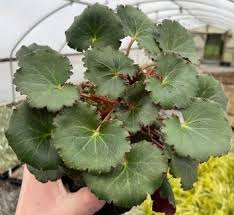 Attēlu rezultāti vaicājumam “Saxifraga granulata leaf”
