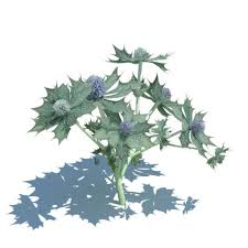 Attēlu rezultāti vaicājumam “Eryngium maritimum”