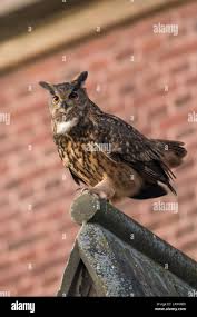 Attēlu rezultāti vaicājumam “Bubo bubo adult”