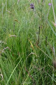 Attēlu rezultāti vaicājumam “Carex hostiana”