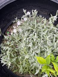 Attēlu rezultāti vaicājumam “Cerastium tomentosum leaf”