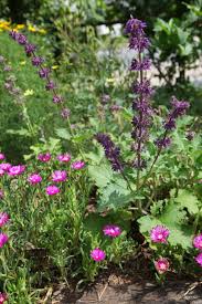 Attēlu rezultāti vaicājumam “Salvia verticillata”