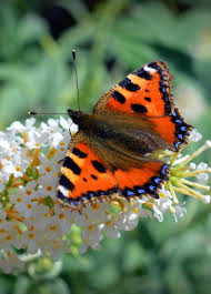 Attēlu rezultāti vaicājumam “Aglais urticae”