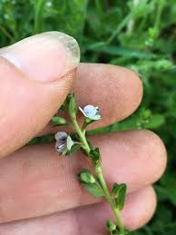 Attēlu rezultāti vaicājumam “Veronica serpyllifolia leaf”