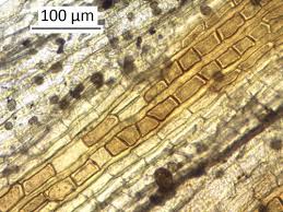 Attēlu rezultāti vaicājumam “Orthotrichum speciosum sporophyte”
