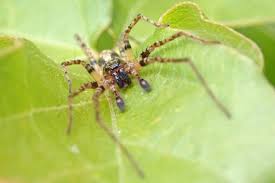 Attēlu rezultāti vaicājumam “Anyphaena accentuata”