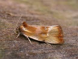 Attēlu rezultāti vaicājumam “Eulia ministrana”