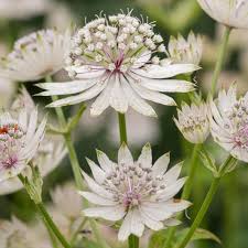 Attēlu rezultāti vaicājumam “Astrantia major flower”