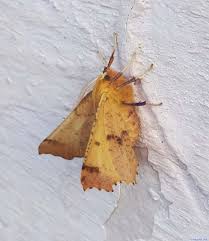 Attēlu rezultāti vaicājumam “Ennomos autumnaria”