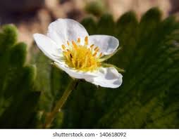 Attēlu rezultāti vaicājumam “Fragaria x ananassa flower”