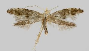 Attēlu rezultāti vaicājumam “Argyresthia spinosella”