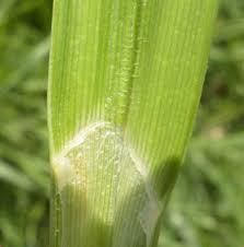 Attēlu rezultāti vaicājumam “Carex acutiformis fruit”
