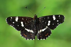 Attēlu rezultāti vaicājumam “Araschnia levana”