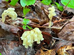 Attēlu rezultāti vaicājumam “Monotropa hypopitys”