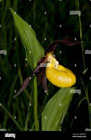 Attēlu rezultāti vaicājumam “Cypripedium calceolus”