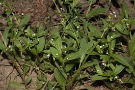 Attēlu rezultāti vaicājumam “Myosotis sparsiflora flower”