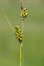 Attēlu rezultāti vaicājumam “Carex hostiana”