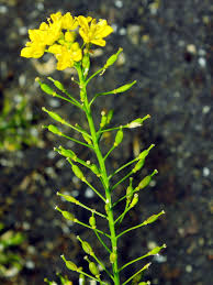 Attēlu rezultāti vaicājumam “Rorippa amphibia leaf”