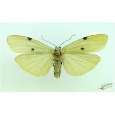 Attēlu rezultāti vaicājumam “Lithosia quadra male”