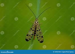 Attēlu rezultāti vaicājumam “Panorpa communis imago”