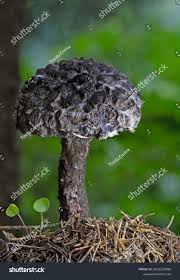 Attēlu rezultāti vaicājumam “Strobilomyces strobilaceus”