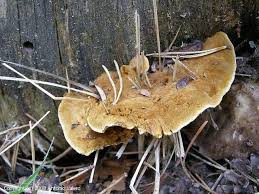 Attēlu rezultāti vaicājumam “Onnia triquetra”