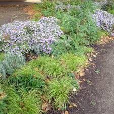 Attēlu rezultāti vaicājumam “Carex montana”