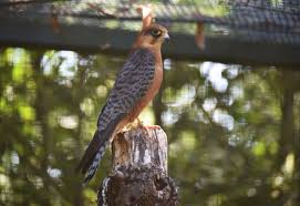 Attēlu rezultāti vaicājumam “Falco vespertinus”